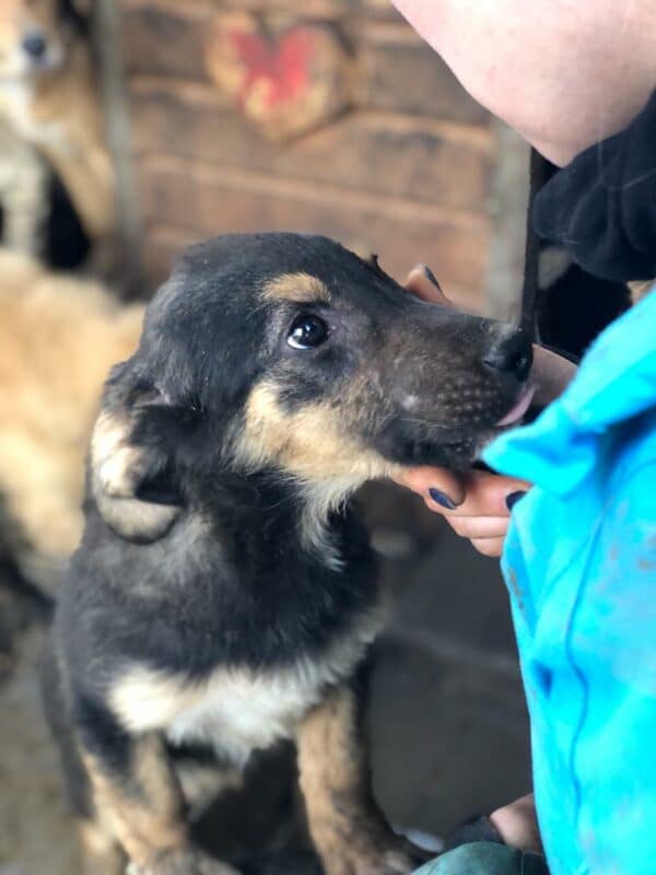 GENTLE - reserviert Hundescheune Fläming - vermittelt – Bild 4