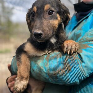 GENTLE - reserviert Hundescheune Fläming - vermittelt