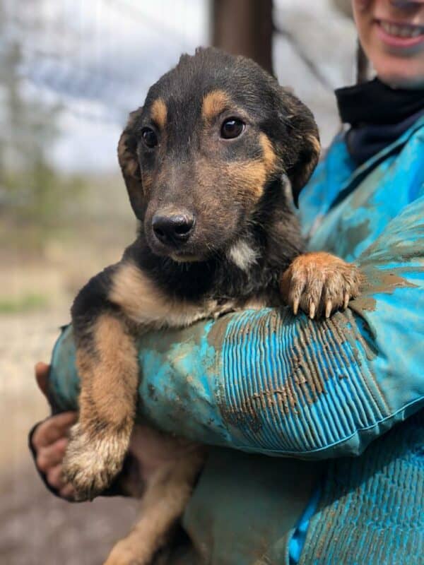 GENTLE - reserviert Hundescheune Fläming - vermittelt