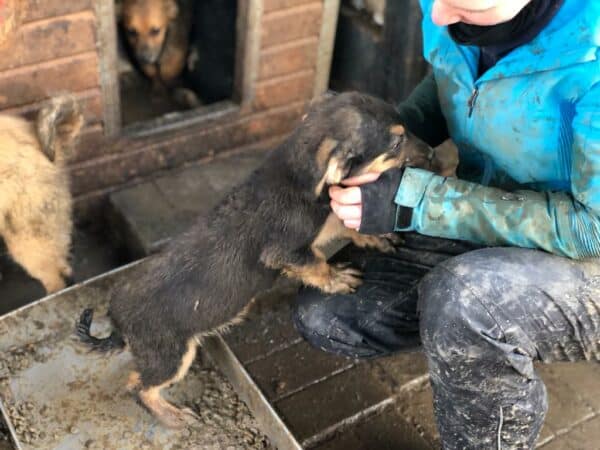 GENTLE - reserviert Hundescheune Fläming - vermittelt – Bild 2