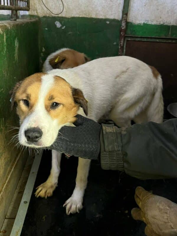 DANDOLO - seit mind. 04/2023 im Vetkennel - Staupetick im Hinterbein - vermittelt Manuela – Bild 3