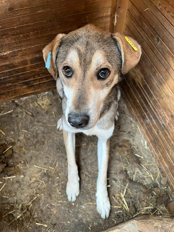 DAKOTA (♀) – Bild 3