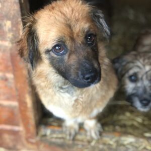 LOLLY - reserviert für Tierhilfe Lebenswert - vermittelt