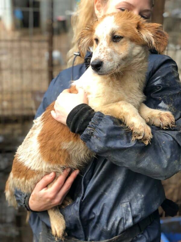 MARLO - ausgereist zu Second Chance Dogs – Bild 2