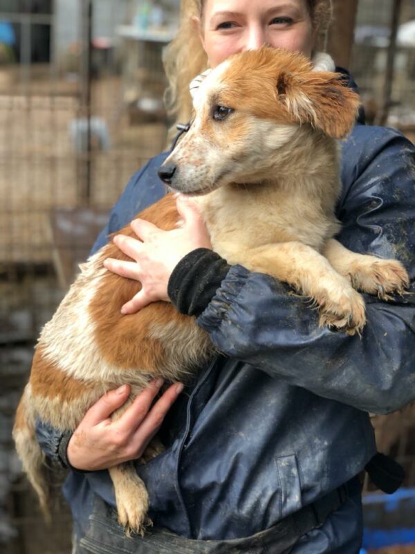 MARLO - ausgereist zu Second Chance Dogs – Bild 3