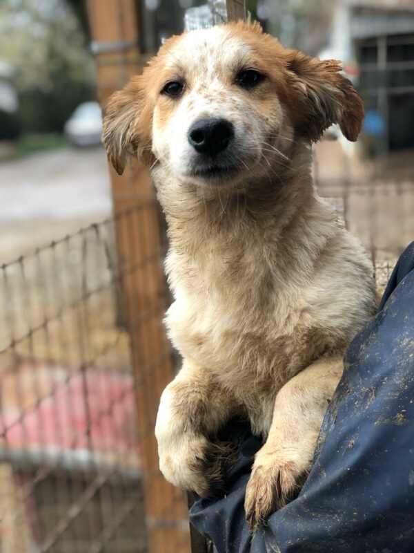MARLO - ausgereist zu Second Chance Dogs – Bild 4