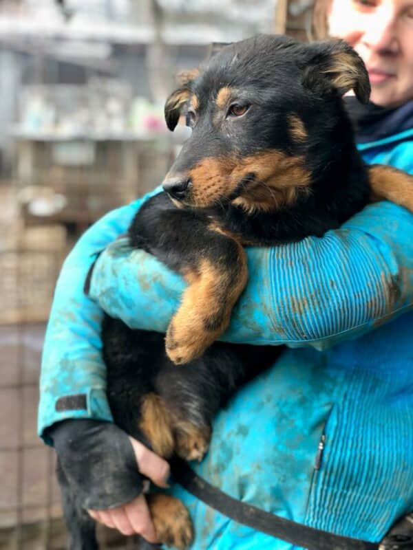 ISABEAU (♀) – Bild 13