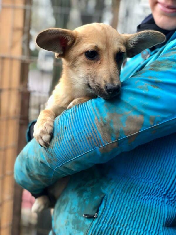 DUMBO / DUMBA - reserviert TH Limburg  - vermittelt – Bild 3
