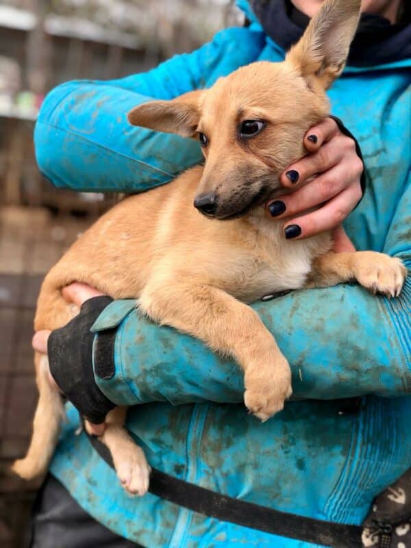 DUMBO / DUMBA - reserviert TH Limburg  - vermittelt – Bild 4