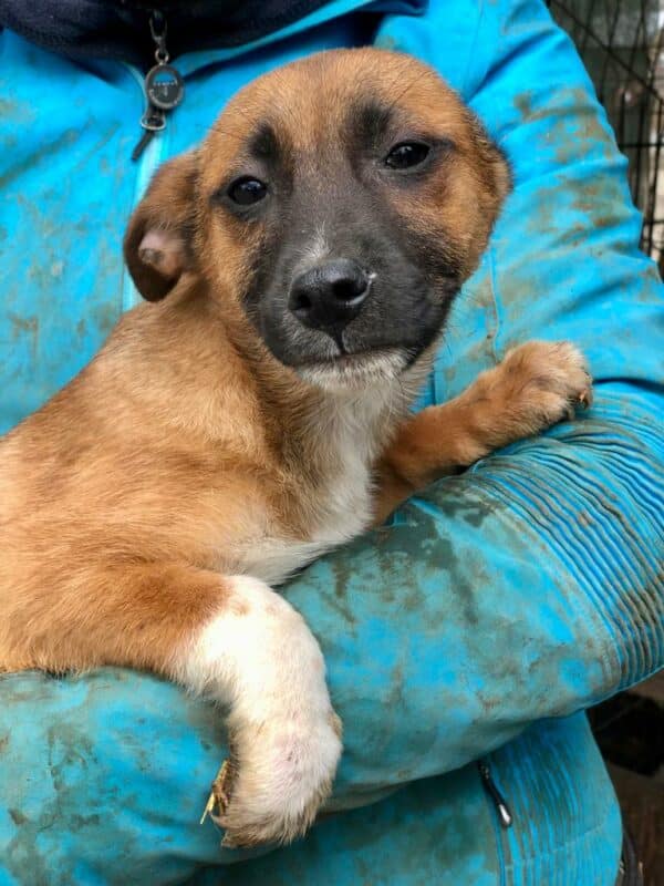 GIZMO - reserviert MD - vermittelt – Bild 2