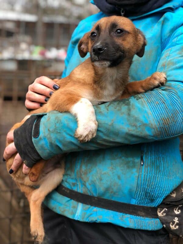 GIZMO - reserviert MD - vermittelt – Bild 3