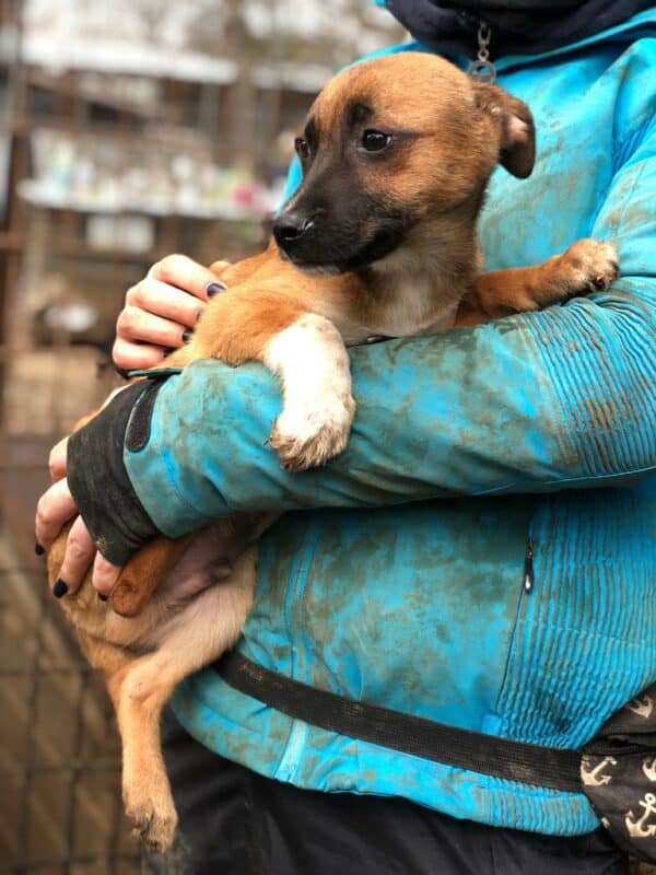 GIZMO - reserviert MD - vermittelt – Bild 4