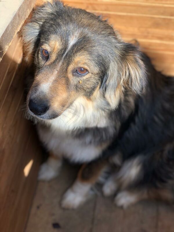 JOSIE - reserviert SK - vermittelt – Bild 4