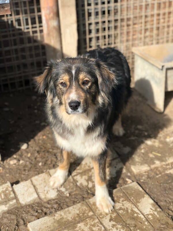 JOSIE - reserviert SK - vermittelt – Bild 5