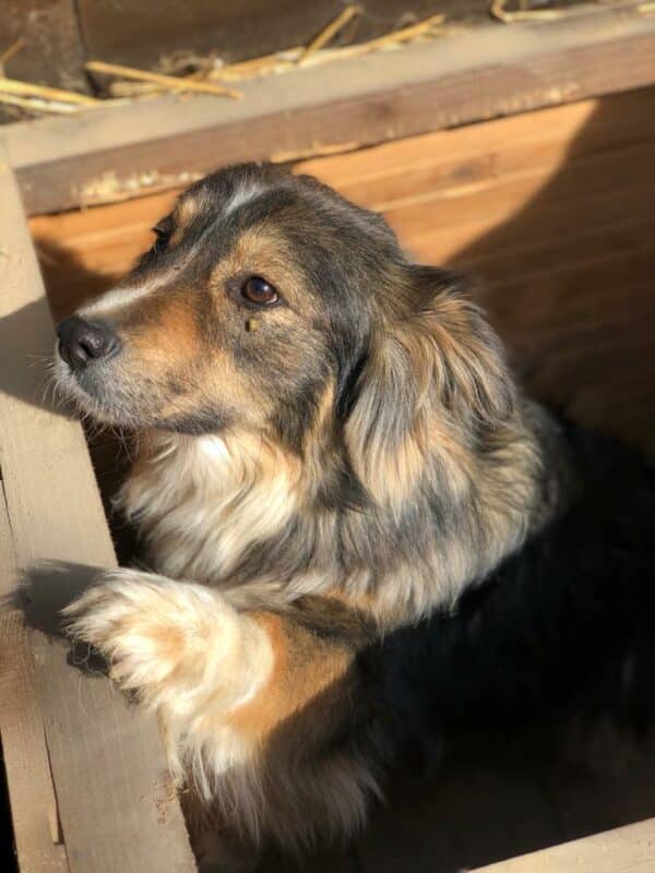 JOSIE - reserviert SK - vermittelt – Bild 6