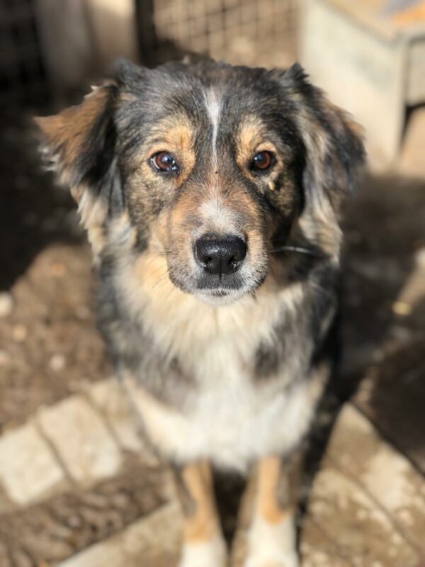 JOSIE - reserviert SK - vermittelt – Bild 7