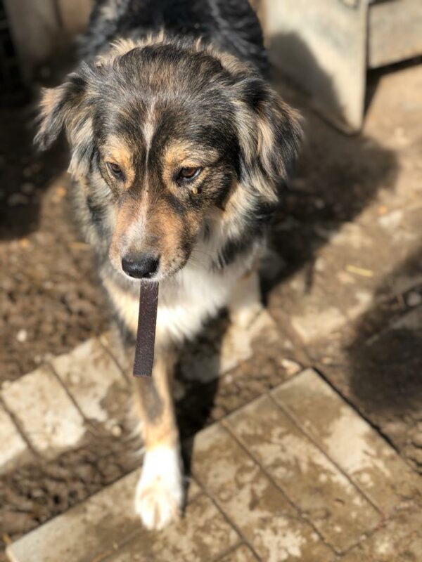 JOSIE - reserviert SK - vermittelt – Bild 8
