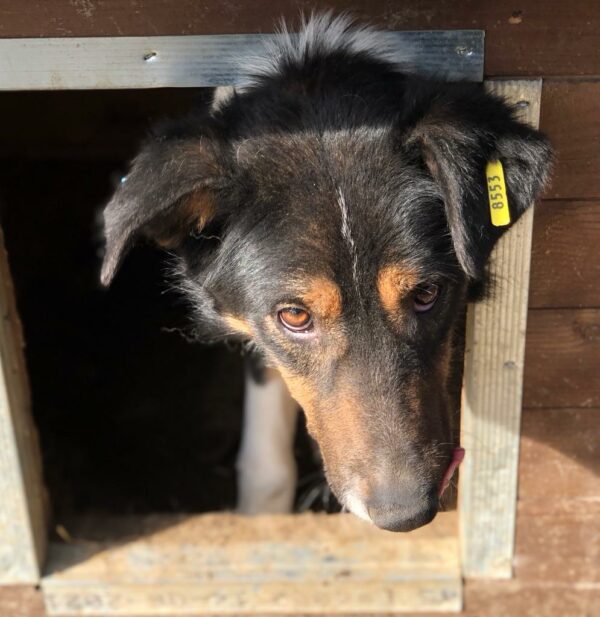 LUPO (♂) – Bild 6