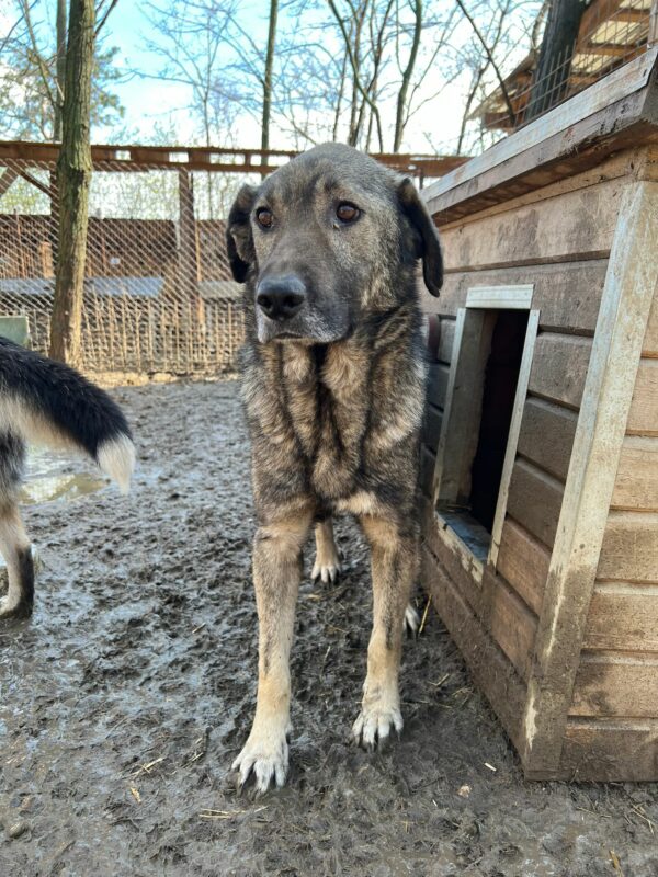 YOSHY - vermisst 04/25 – Bild 2