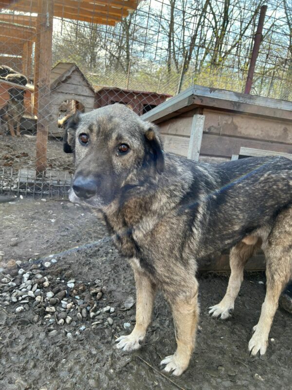 YOSHY - vermisst 04/25 – Bild 4