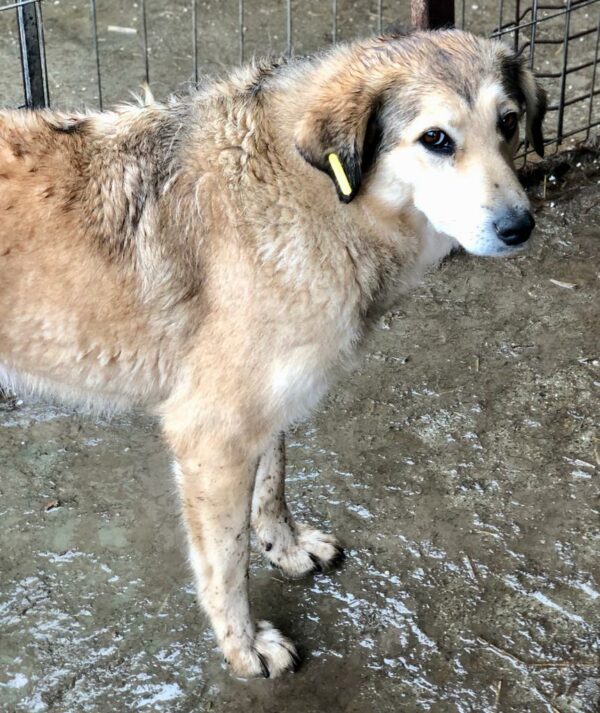 GOLDY (♀) – Bild 7