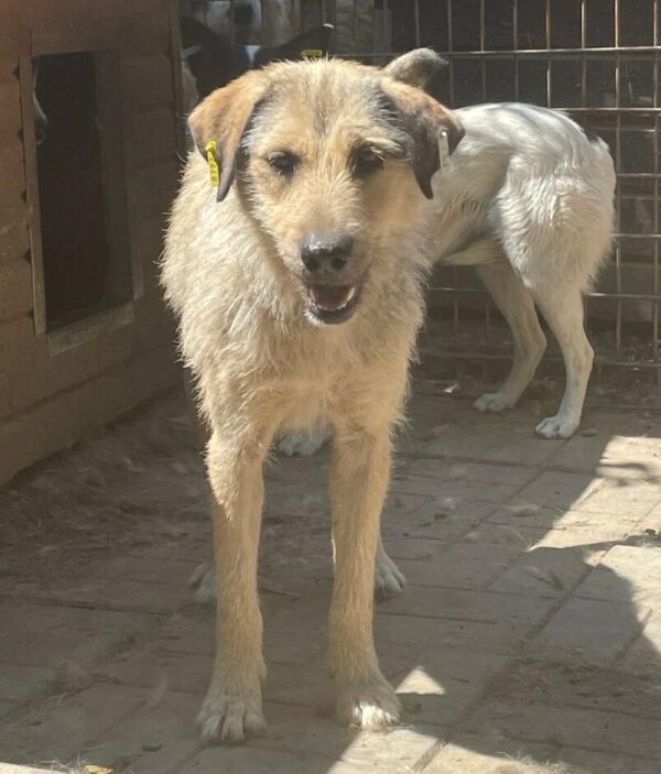 CHANIN (♀) – Bild 5