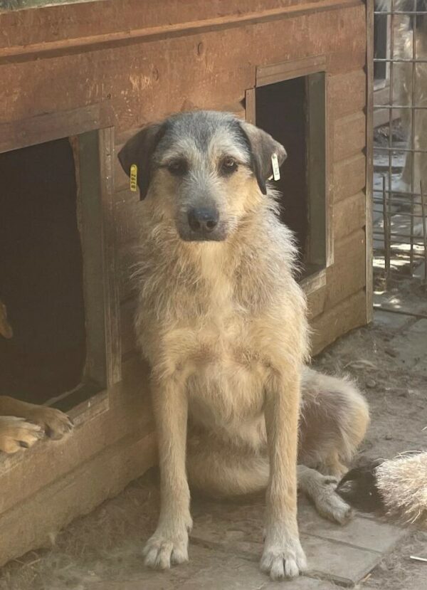 CHANIN (♀) – Bild 4