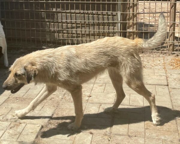 CHANIN (♀) – Bild 6