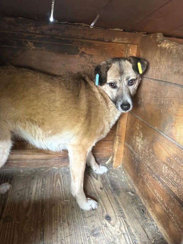 FEODORA (♀) – Bild 3