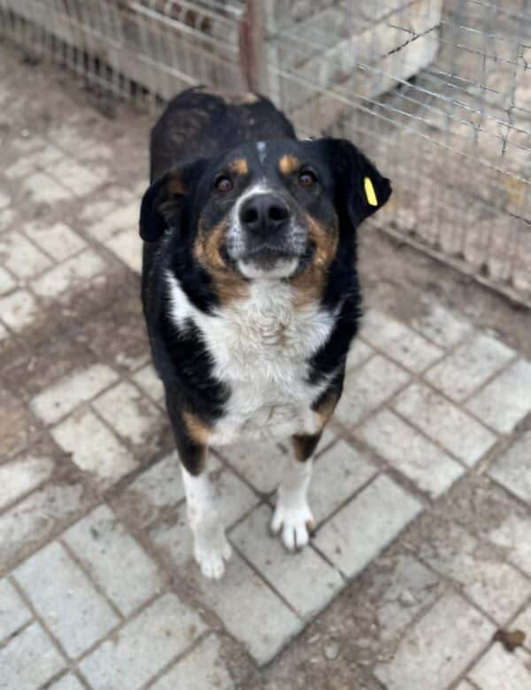 LUPO (♂) – Bild 2