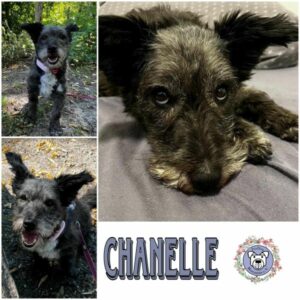 Chanelle in 15306 Seelow - vermittelt