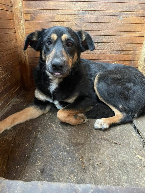 NELL (♀) - vermittelt NH – Bild 9
