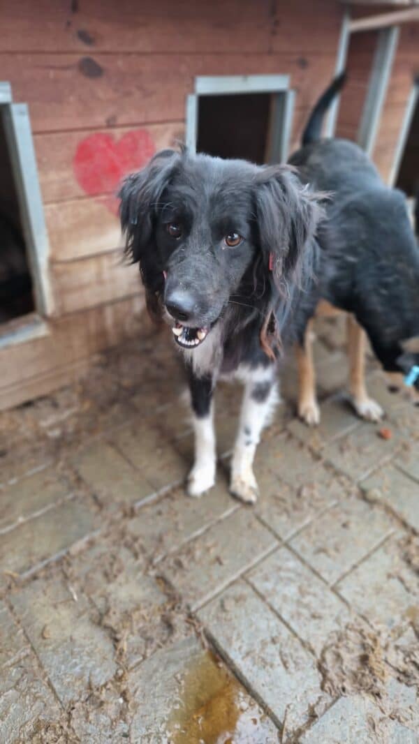 YAMIL (♂) - ausgereist zu Step by Paw (AL) – Bild 5