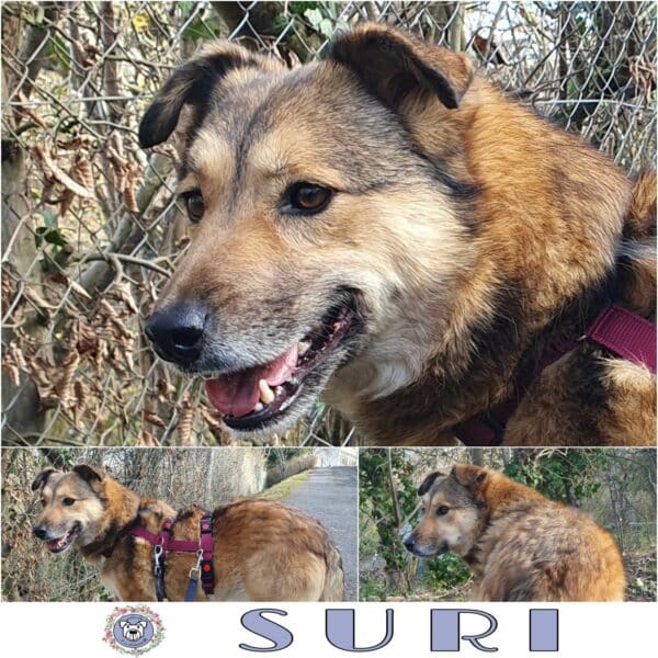 Suri in 70597 Stuttgart - vermittelt – Bild 3