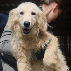 DANCING - Probleme mit der rechten Hinterhand - reserviert für Tierhilfe Lebenswert  - vermittelt