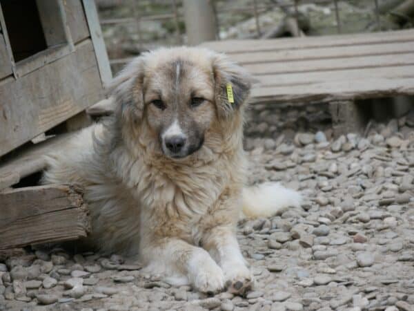 TOFFEE - reserviert TiNO DR (vorher Klinik Bukarest / PM) - vermittelt – Bild 2