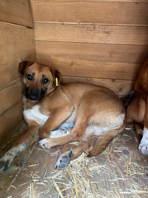 ANNABELL (♀) – Bild 4