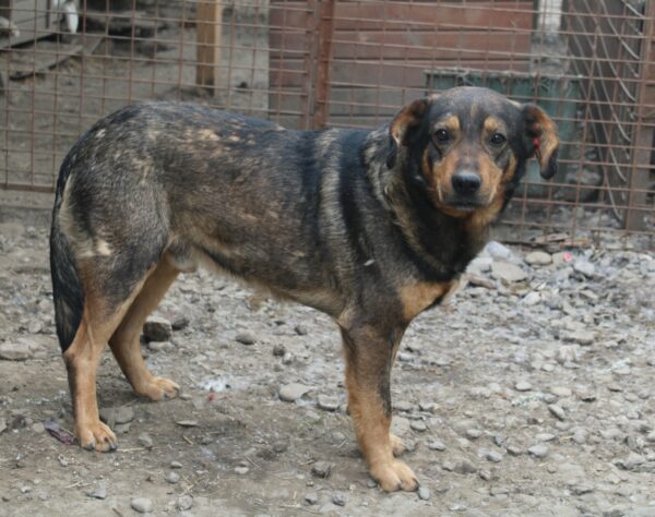 BEELO (♂) - seel. NOTFALL - leidet sehr im Shelter - dringend Platz gesucht! – Bild 4