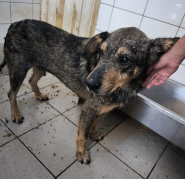 BEELO (♂) - seel. NOTFALL - leidet sehr im Shelter - dringend Platz gesucht! – Bild 8