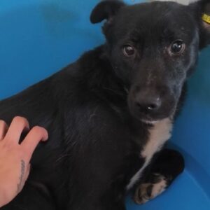 FATIMA (♀) - ausgereist zur Tierhilfe Lebenswert DR 05.09.2025
