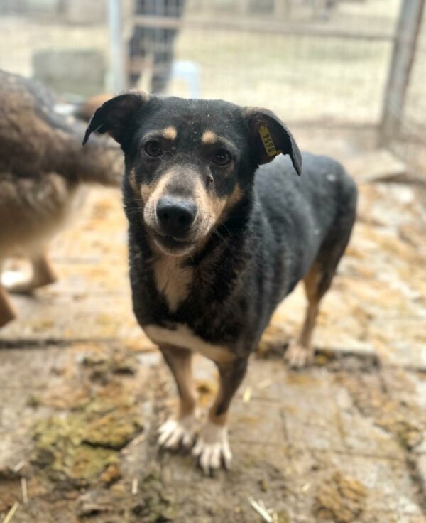 SINDY (♀) - Rute abgerissen - als Kleinste im Kennel völlig überfordert - sollte nun zeitnah reisen! – Bild 12