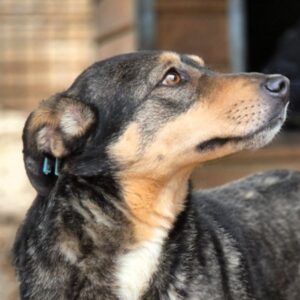 SINDY (♀) - Rute abgerissen - als Kleinste im Kennel völlig überfordert - sollte nun zeitnah reisen!