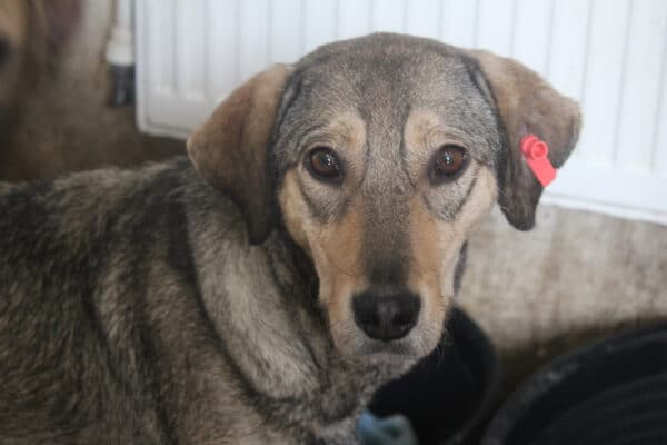 CHIQUITA - sollte zeitnah ausreisen, kommt nicht gut zurecht - reserviert Tierhilfe Lebenswert DR -vermittelt