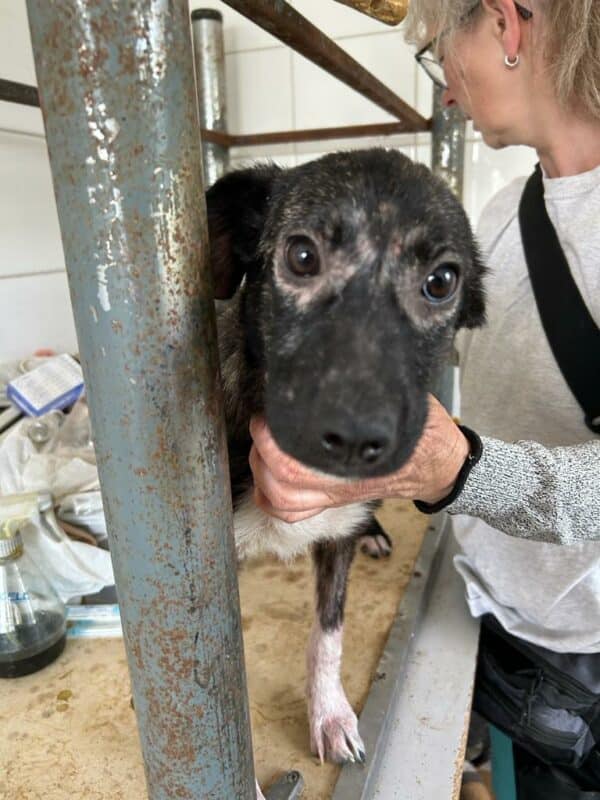 TILLY (♀) – Bild 11