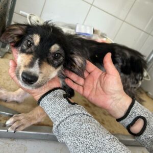 MONTI - Hautprobleme - ausgereist zu Second Chance Dogs
