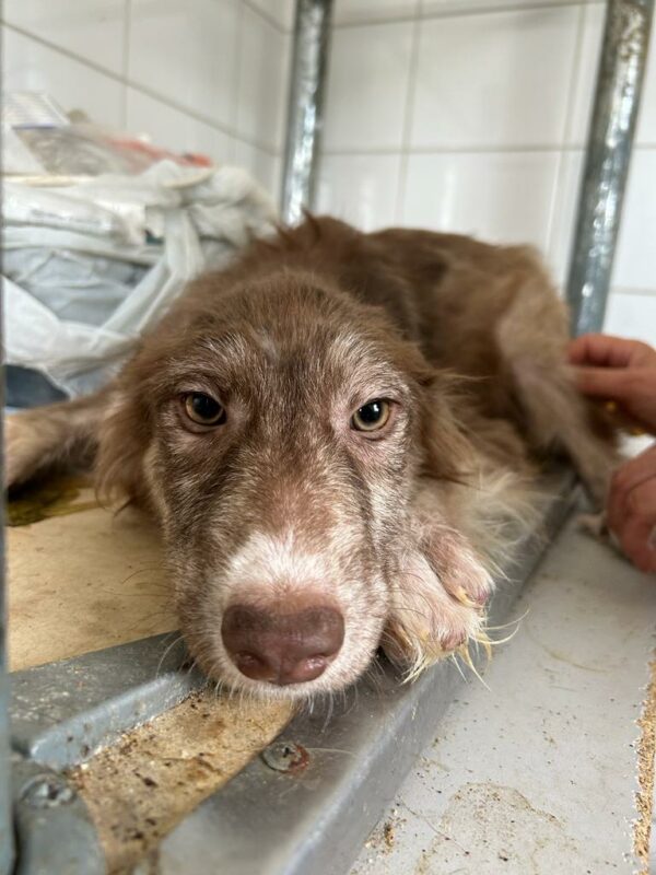 NAALA - med. Notfall - auf PDR PS als Gnadenplatzhund gereist – Bild 4