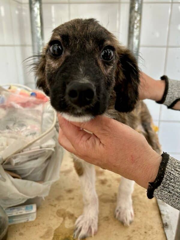 LONNEKE - reserviert für Tierhilfe Lebenswert - vermittelt