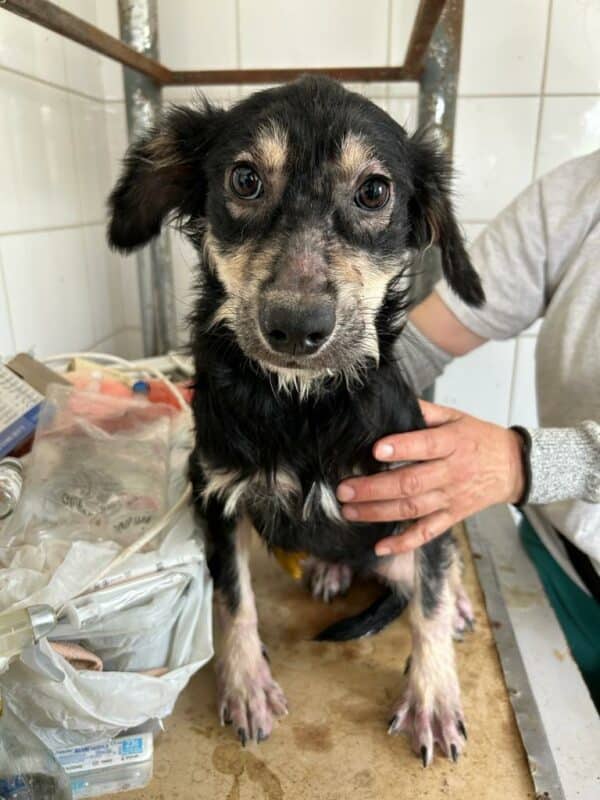 LEANI (♀) - Notfall! - wurde gebissen; Mobbingopfer! dringend Platz gesucht - ausgereist zur Tierhilfe Lebenswert DR 11.07.25 – Bild 9