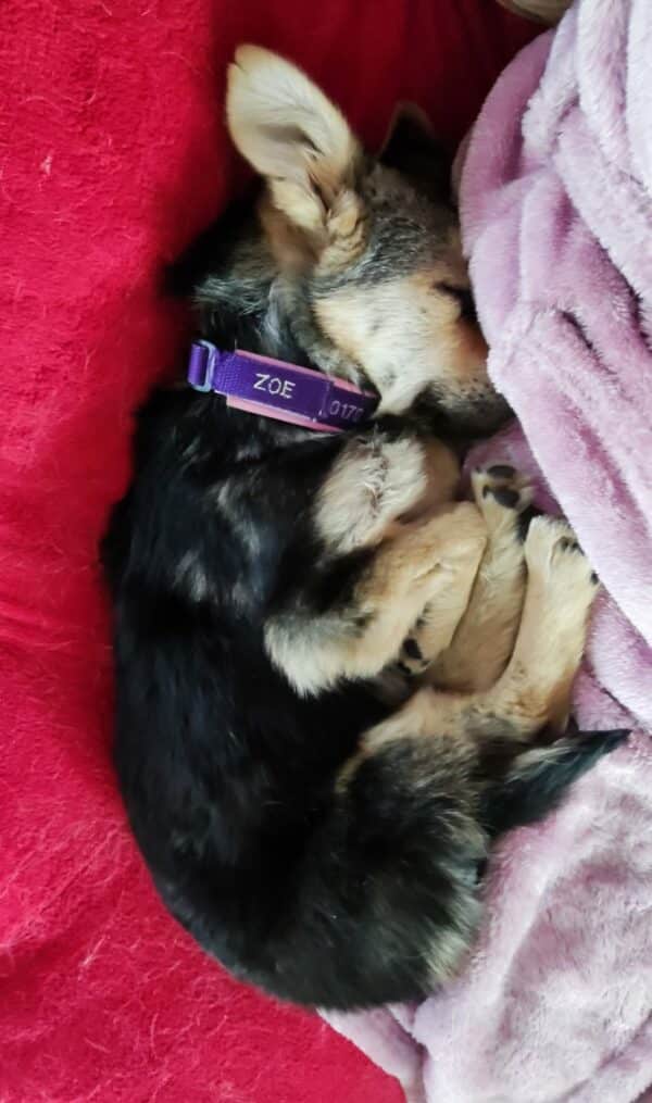 ZOE in 21493 Möhnsen - vermittelt – Bild 9