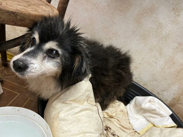STOLLI - evtl. blind - reserviert für Tierhilfe Lebenswert  - vermittelt – Bild 3